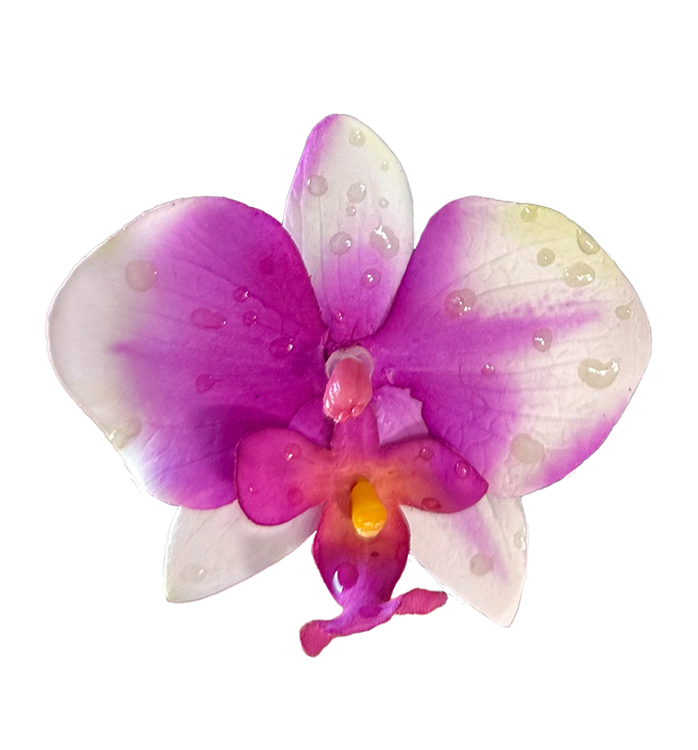 Orquídea Morada Clip